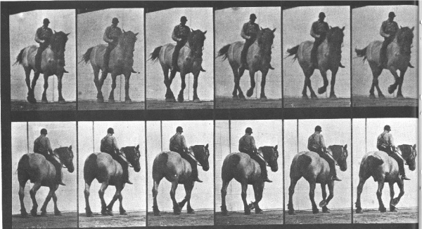 Plate 578, "'Dusel' walking, bareback." from "Muybridge's Complete Human and Animal Locomotion"